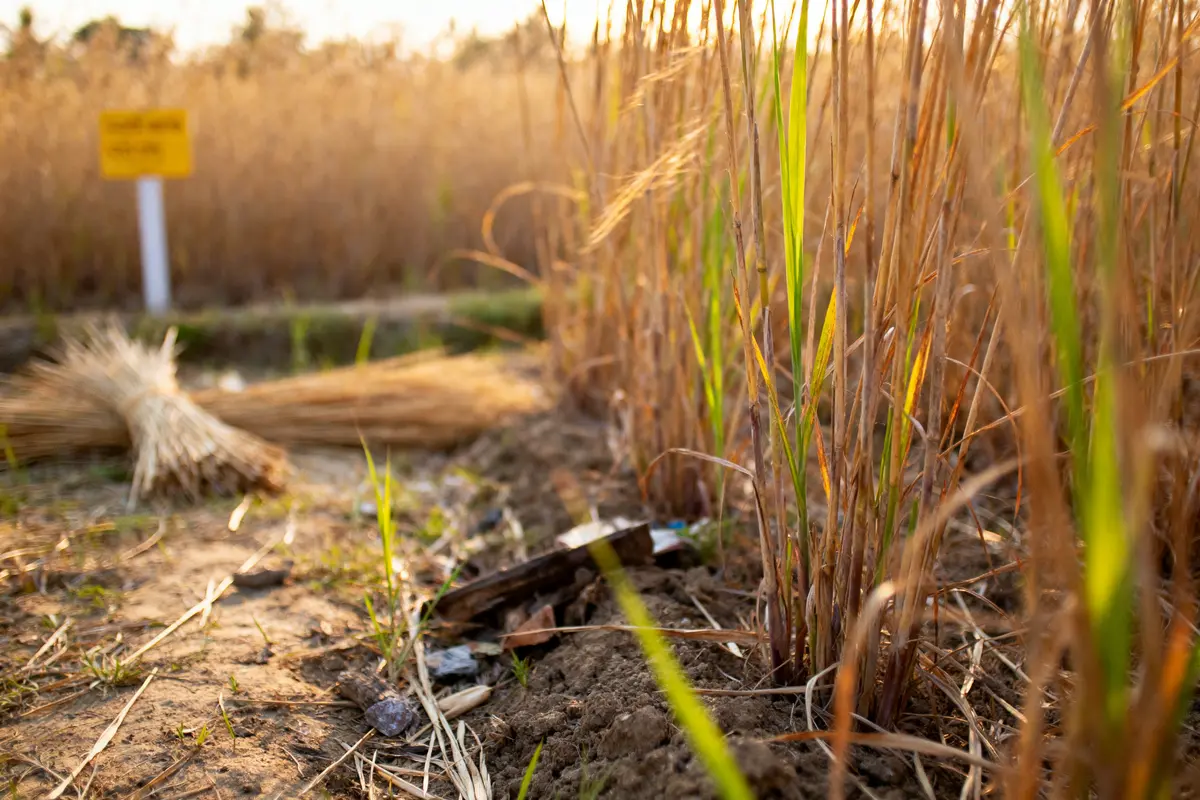 Jute : Découvrez ses usages écologiques et pratiques !