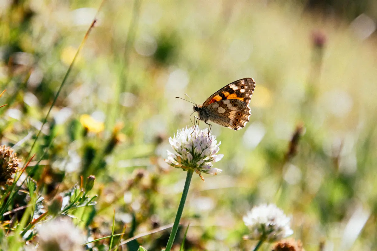 Symbolique des papillons : Quelles sont ses significations ?